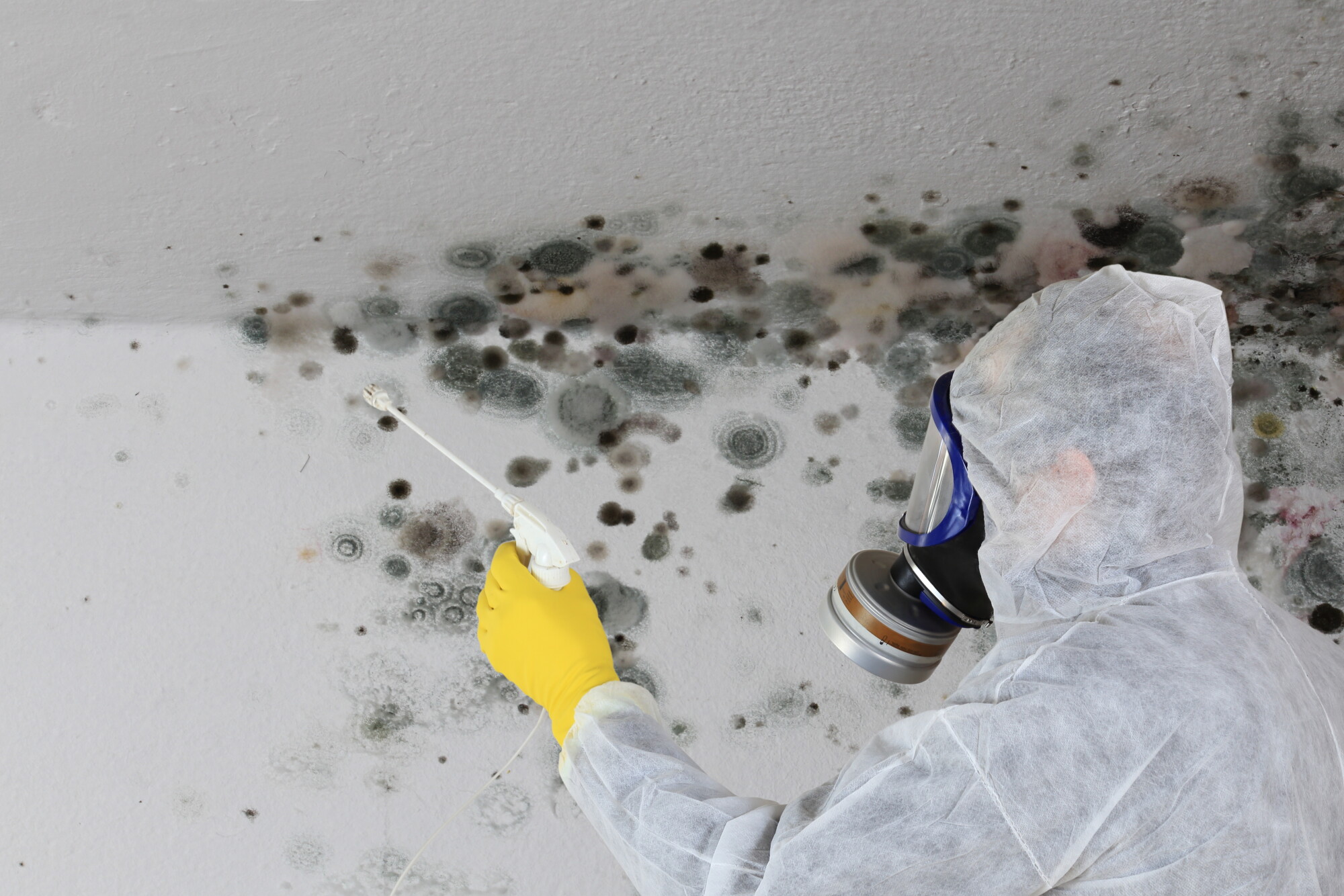 Professional mold remediation specialist in protective gear removing dangerous mold infestation