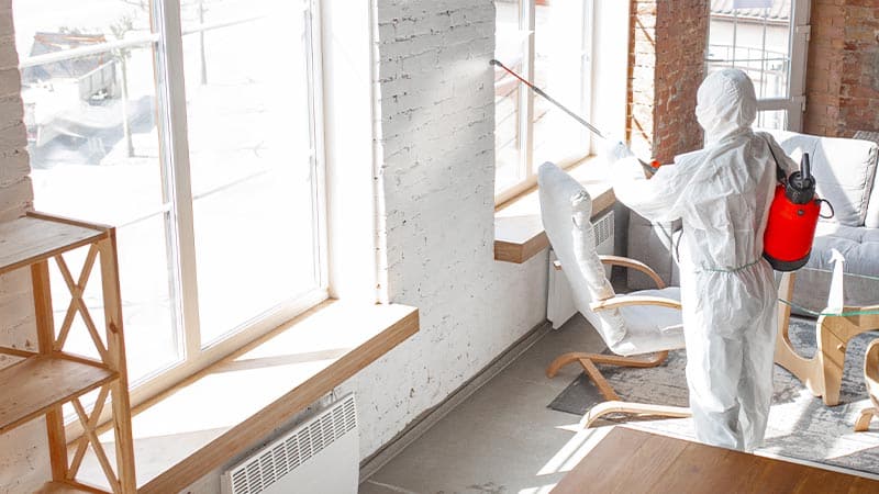 Professional mold remediation specialist spraying for mold